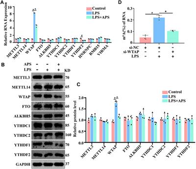 WTAP mediates the anti-inflammatory effect of Astragalus mongholicus polysaccharide on THP-1 macrophages